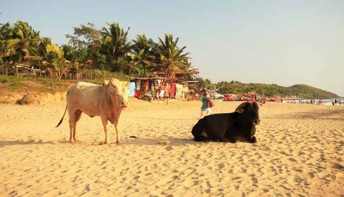 Goa Sahilleri Hindistan